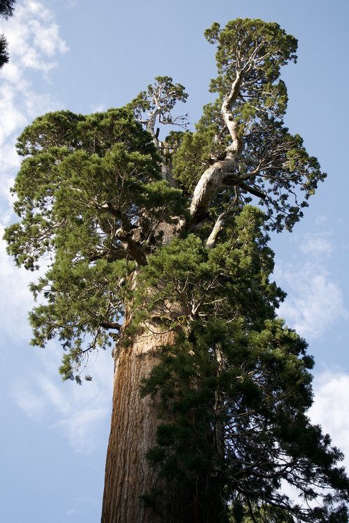 california  sequoia  nature