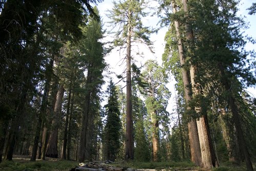 california  sequoia  nature