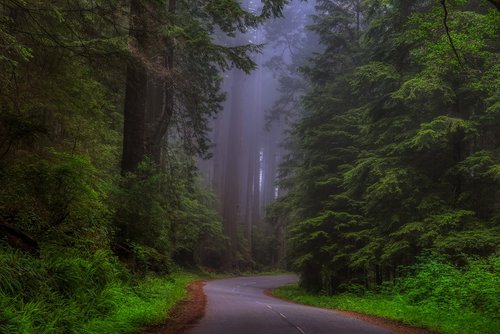california  america  redwoods