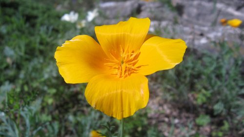 california  poppy  orange
