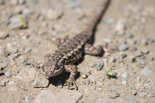 california  lizard  outdoor