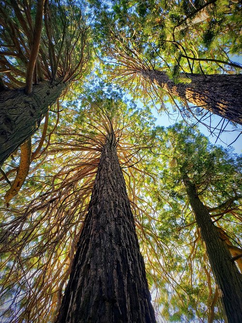 california  redwoods  nature
