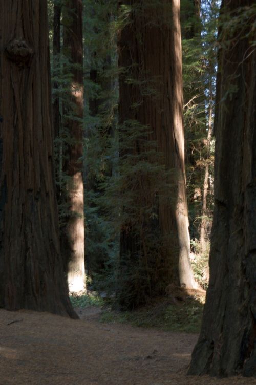 california giant redwoods tree