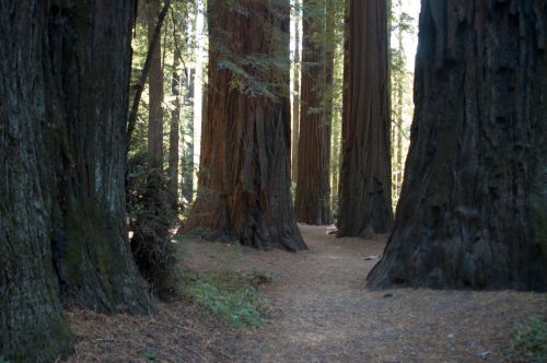 california giant redwoods tree