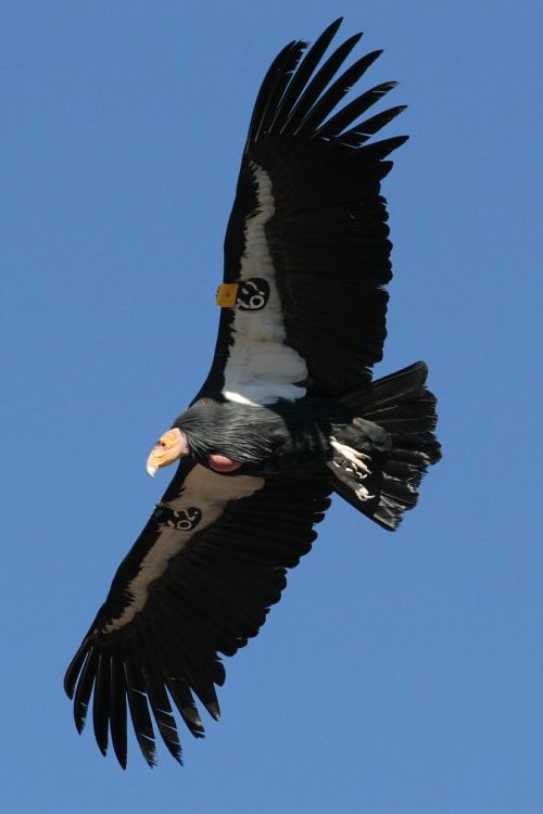 california condor flying flight