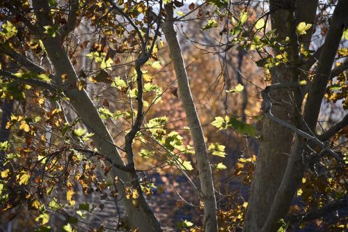 California Fall Leaves