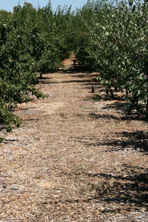 California Fruit Orchard