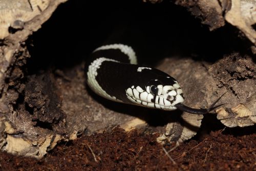 california getula chain natter snake