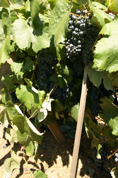 California Grapes