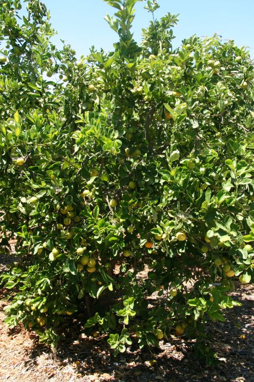 California Lemon Tree