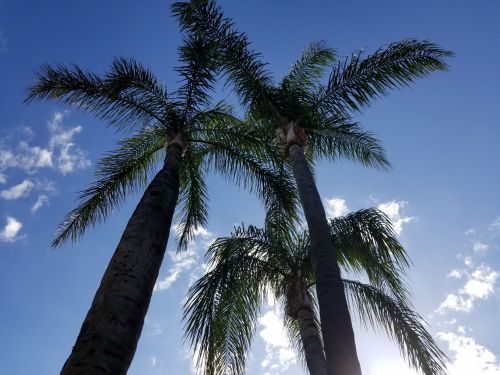 California Palm Trees