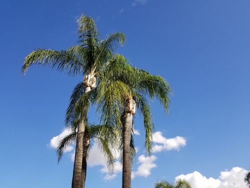 California Palm Trees