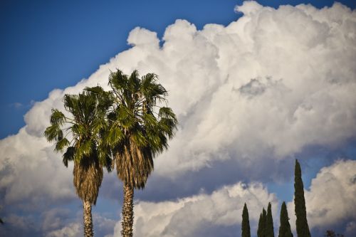 California Palm Trees