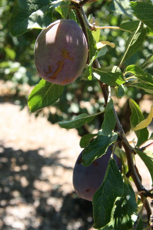 California Plums