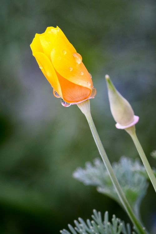 california poppy flower bud