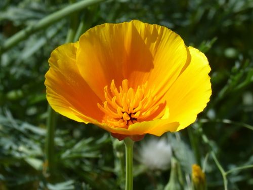 california poppy orange flower yellow poppy