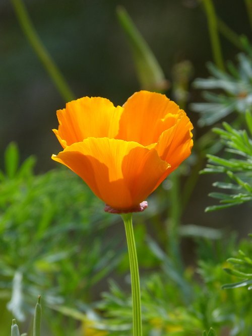 california poppy  translucent  nature