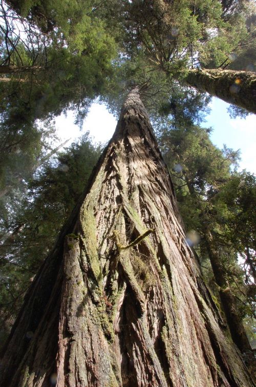 california redwoods redwood trees trees