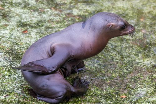 california sea lion sea lion young animal