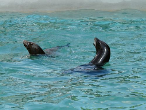 california sea lion sea lion seal pelts
