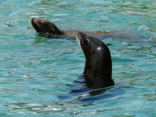 california sea lion sea lion seal pelts