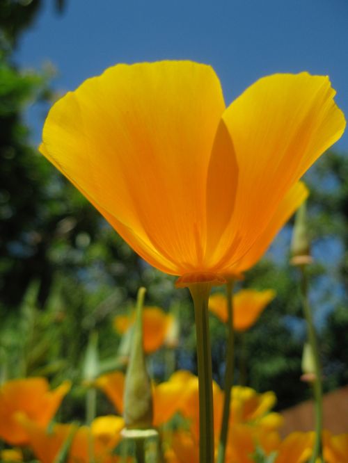 californian poppy orange summer