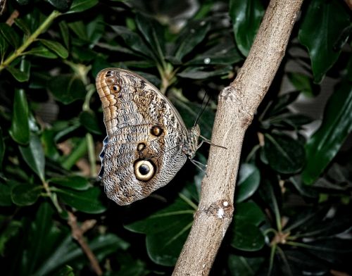 caligo eurilochus butterfly