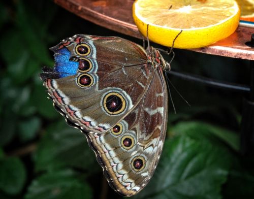 caligo eurilochus butterfly