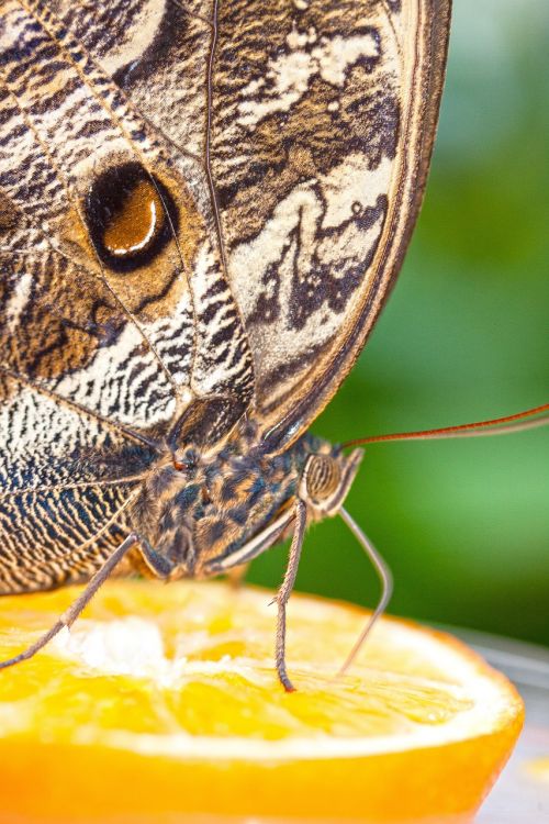 caligo eurilochus eyes butterfly