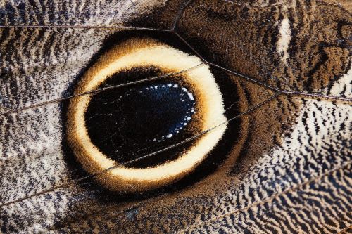 caligo eurilochus eye butterfly