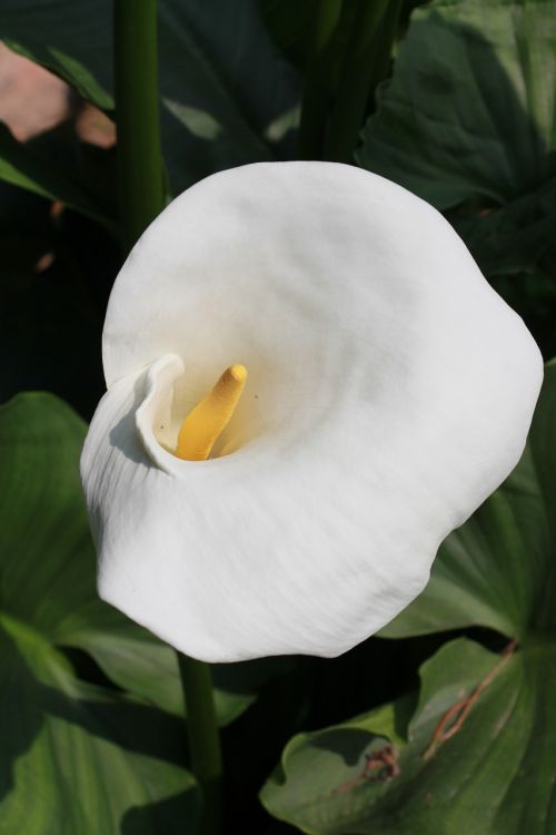 calla blossom bloom