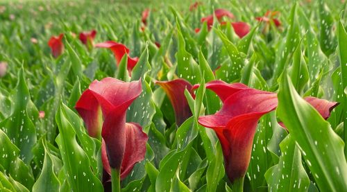 calla red flowers