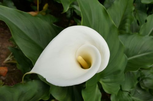 calla white pure vegetable cleansing