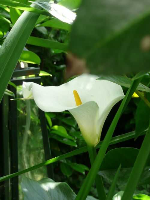 calla flower blossom