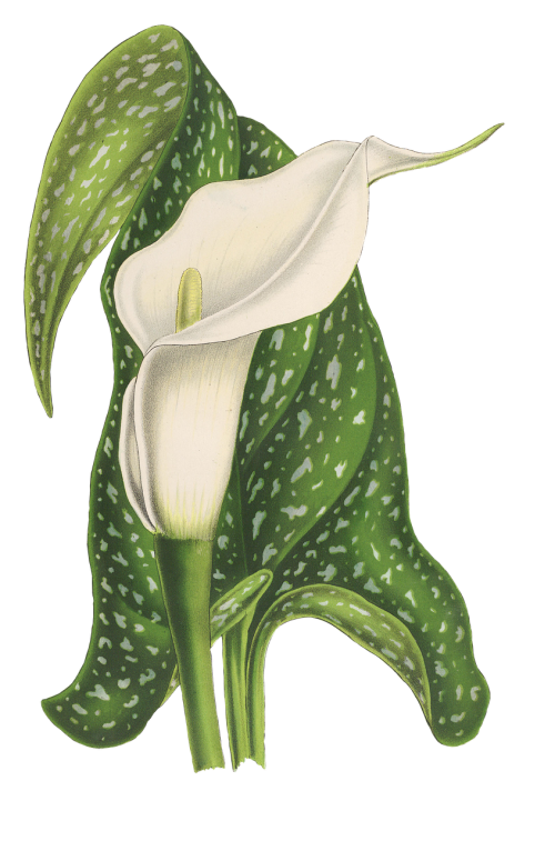 calla flower plant