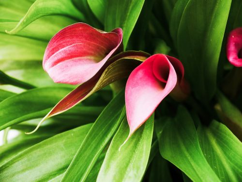 calla flower red