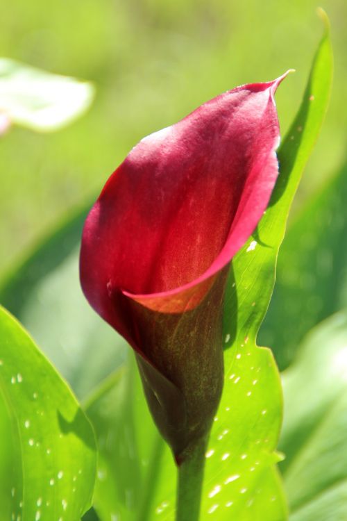 calla blossom bloom