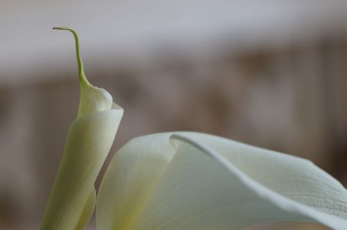 calla lily white