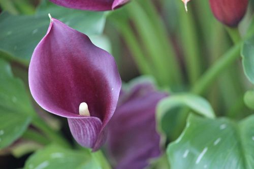 calla calla flower nature