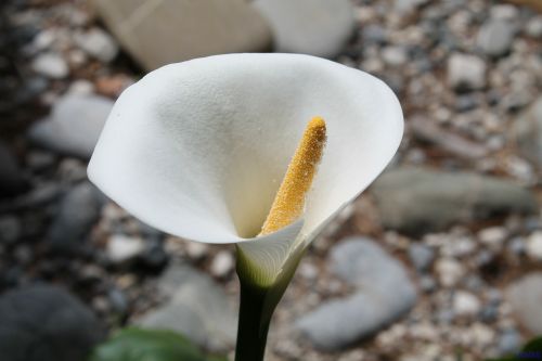 calla flowers white flower