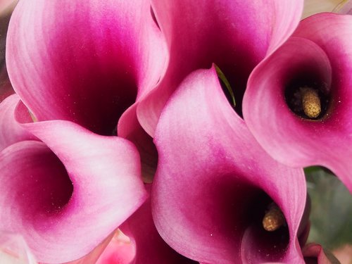 calla  violet  close up