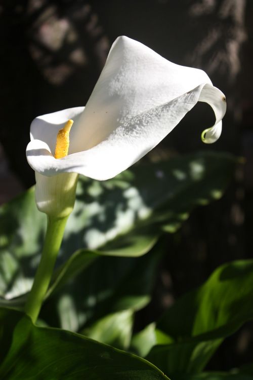 calla flower white