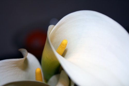 calla  lily  flower