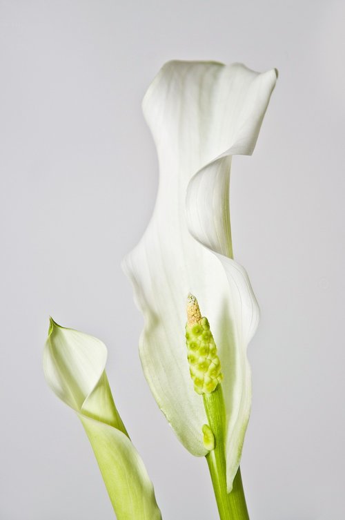 calla  flower  lily