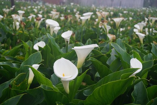 calla  flower  plant
