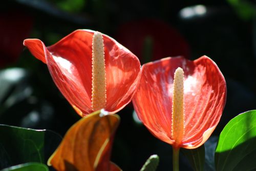 calla red flower