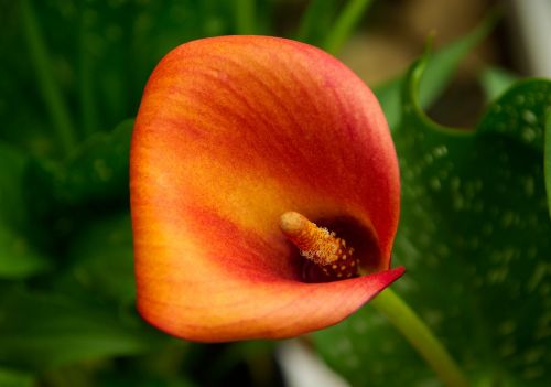calla flower arum