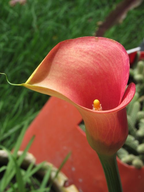 calla flower red