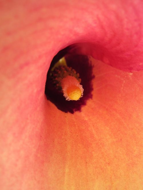 calla flower macro