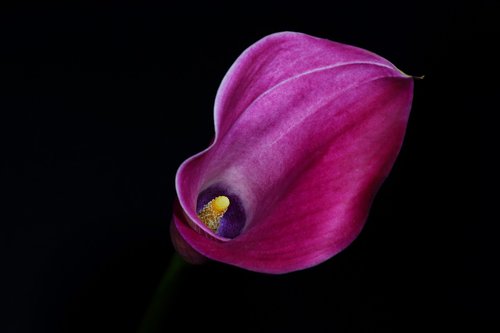 calla licious  calla  lily